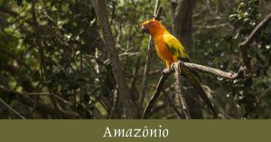 Amazônio
