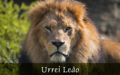 Urrei Leão